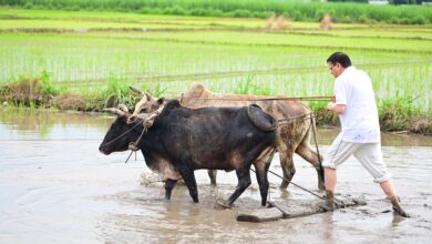 मुख्यमंत्री धामी खेतों में: धान रोपाई कर किया कृषकों के परिश्रम को प्रणाम मुख्यमंत्री धामी खेतों में: धान रोपाई कर किया कृषकों के परिश्रम को प्रणाम