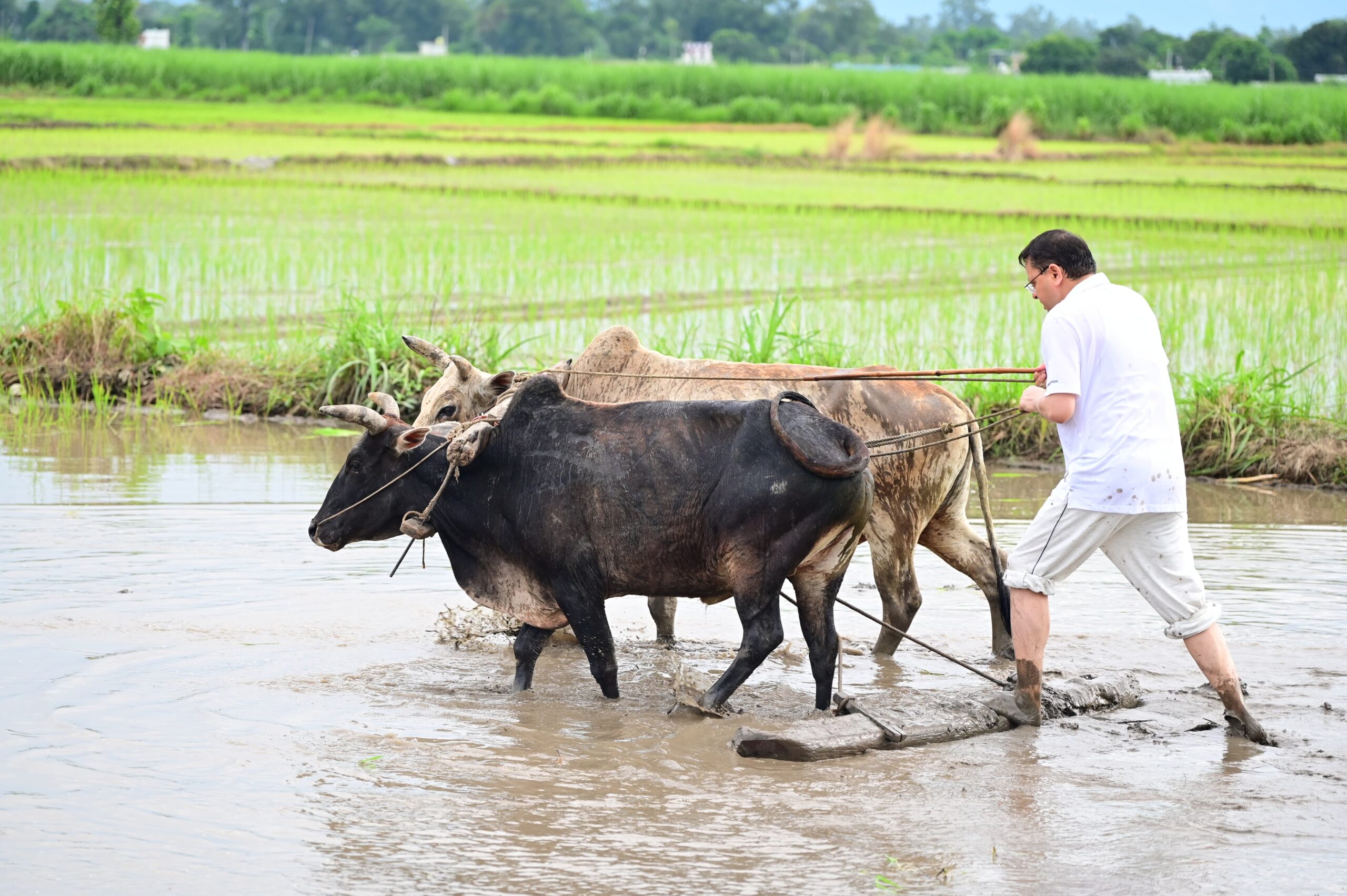 मुख्यमंत्री धामी खेतों में: धान रोपाई कर किया कृषकों के परिश्रम को प्रणाम