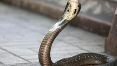 “साँप से मरवाने की कोशिश”: कानपुर में महिला का सनसनीखेज़ आरोप, पति और ससुरालियों पर केस दर्ज