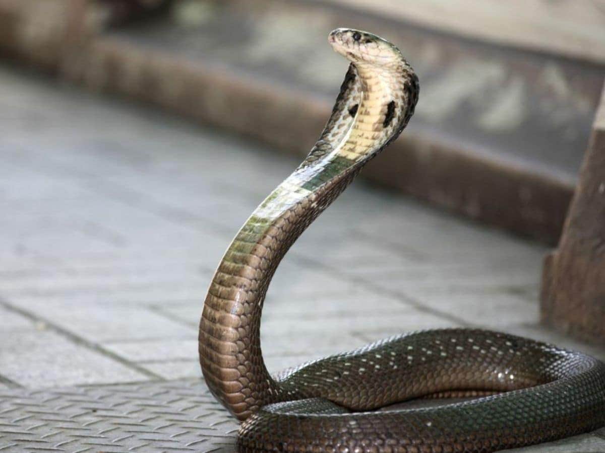 “साँप से मरवाने की कोशिश”: कानपुर में महिला का सनसनीखेज़ आरोप, पति और ससुरालियों पर केस दर्ज