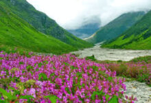 फूलों की घाटी ने पहनी सर्दियों की चादर, बंद हुआ सीजन — इस बार खामोश रही सैरगाह की रौनक फूलों की घाटी ने पहनी सर्दियों की चादर, बंद हुआ सीजन — इस बार खामोश रही सैरगाह की रौनक